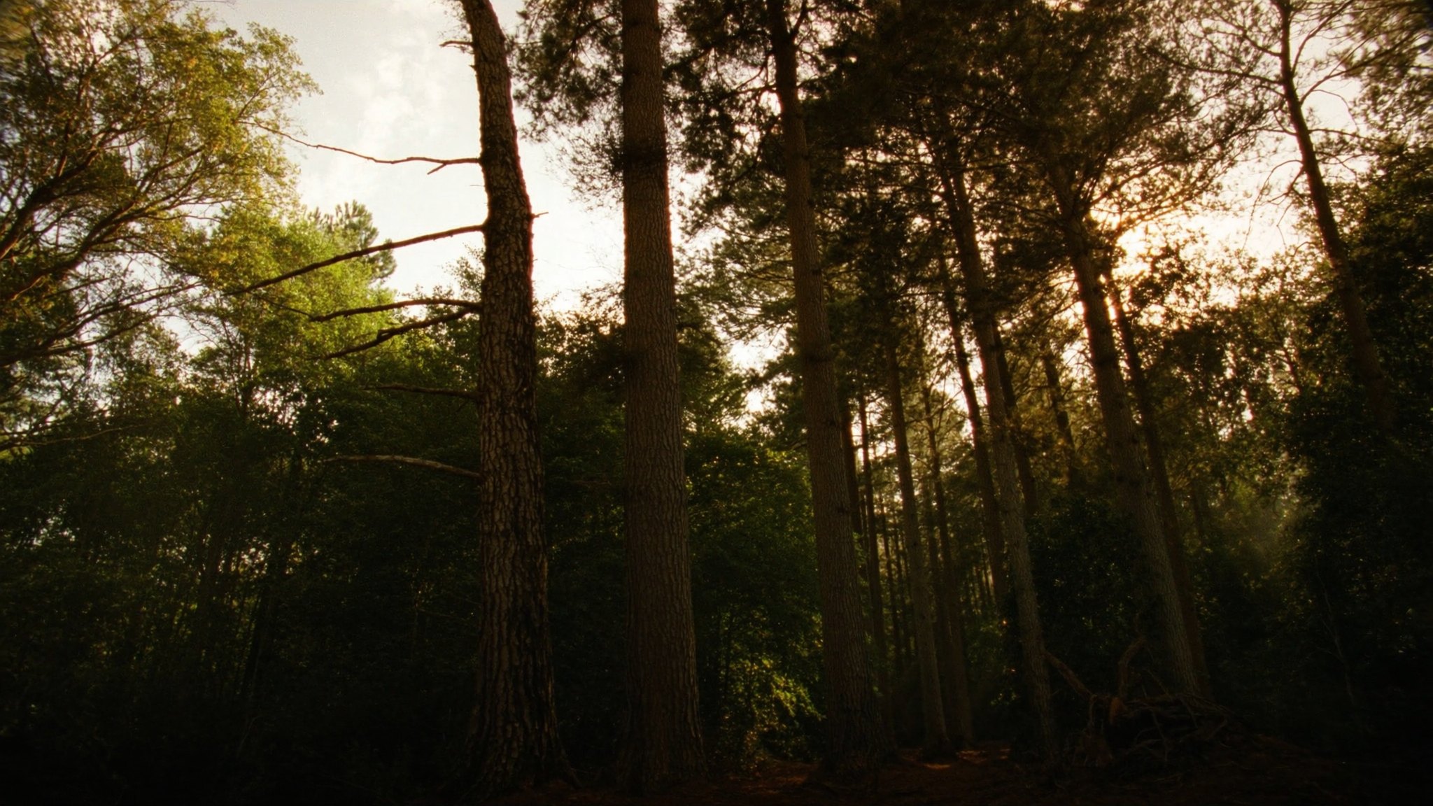 Tall Georgia pine forest at golden hour