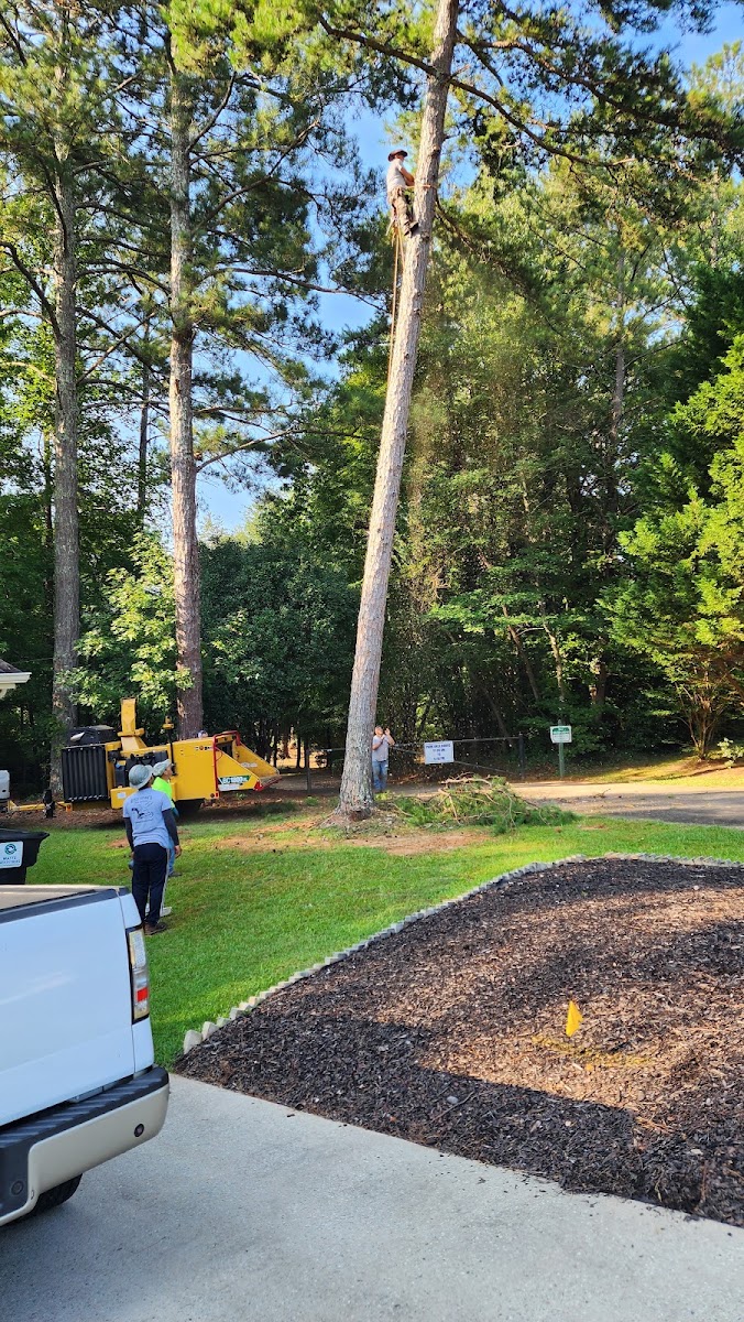 A Reyes climber high in a tall pine while the ground crew and chipper work below