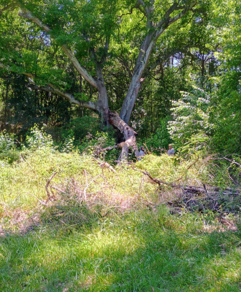 Crew taking down a large tree in an overgrown area