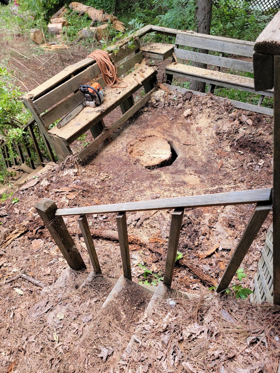 A freshly ground stump and Reyes gear on a job